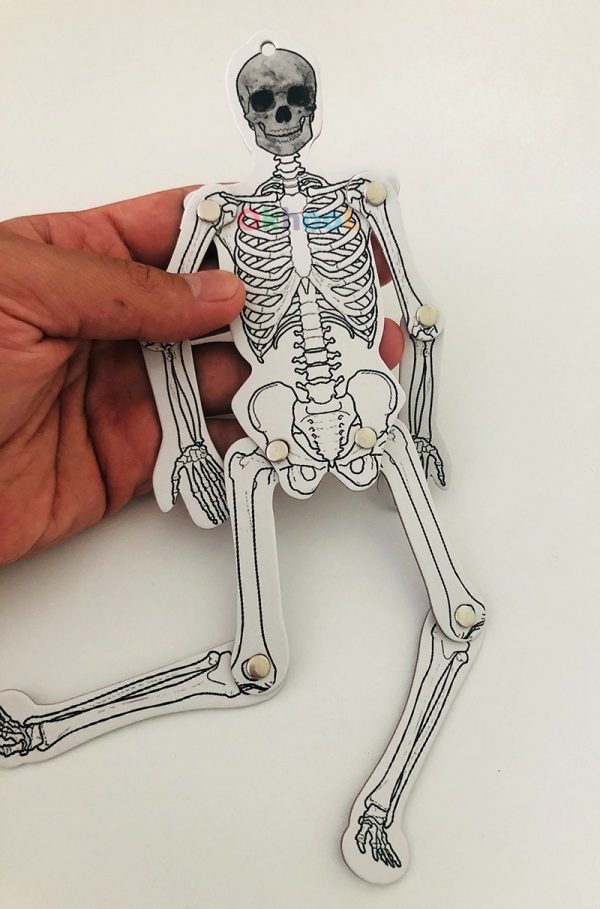 karton-iskelet-modeli-seti